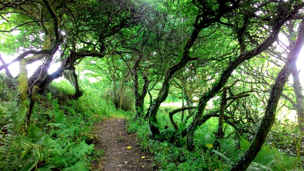 Propletené a divoce rostoucí stromy v Cornwallu