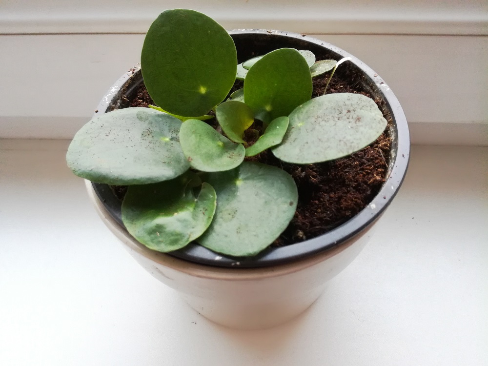 Pilea