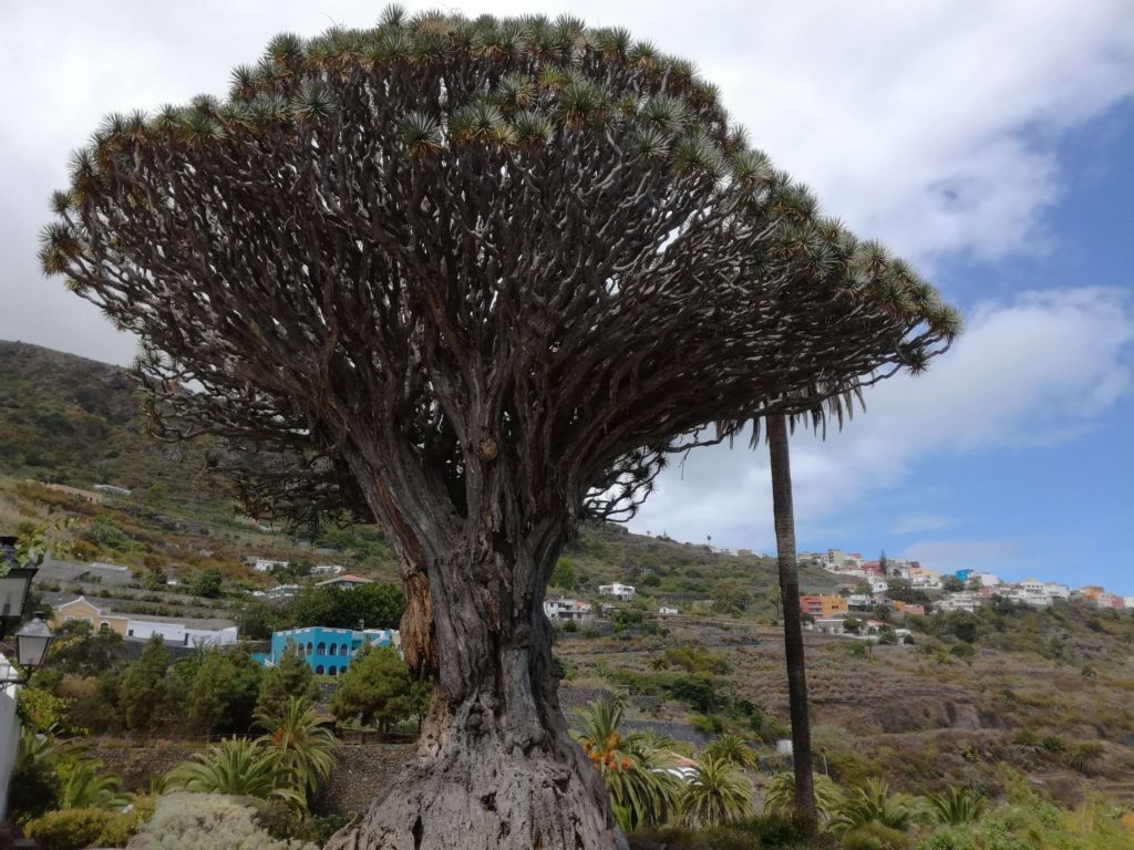 Dragon tree