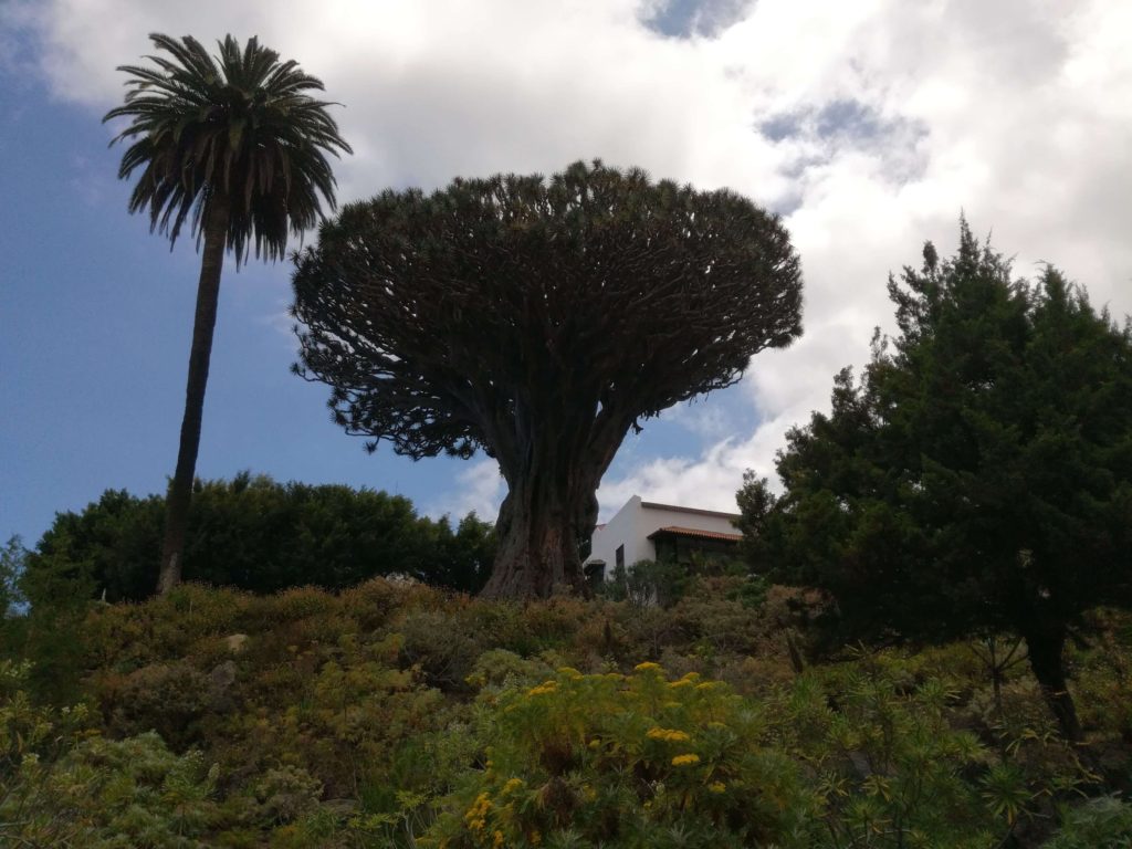 Dragon Tree