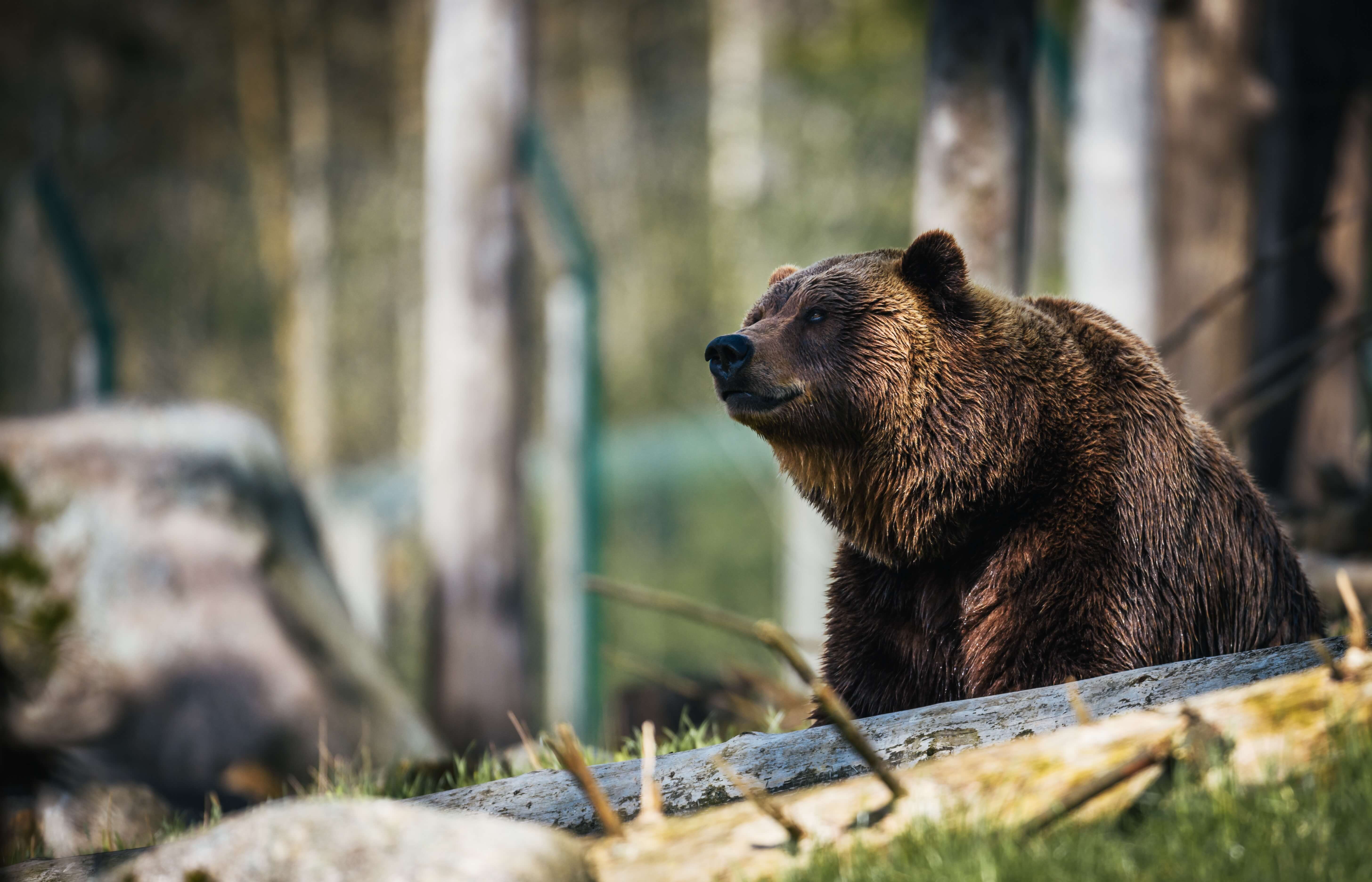 Setkání s medvědem: Jak se správně zachovat
